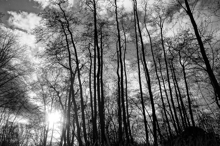 trees, wood, trunks, tree silhouettes, bare tree, winter trees HD wallpaper