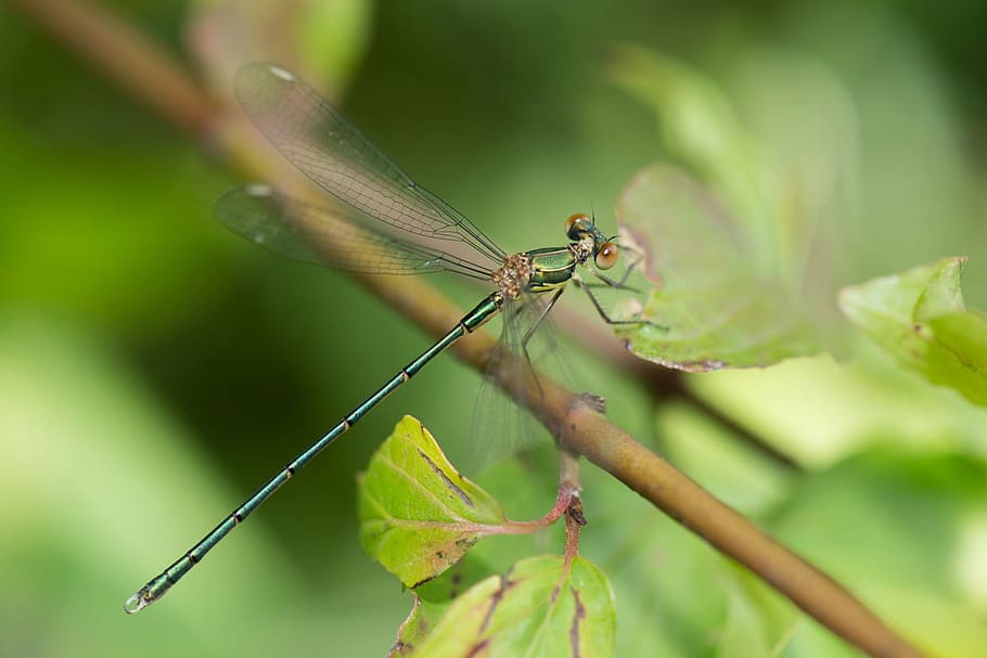 dragonfly, insect, wing, wildlife, bug, small, proboscis, thorax HD wallpaper