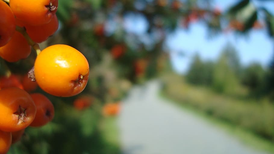 berries, fruit, trail, path, tree, food, orange color, healthy eating HD wallpaper