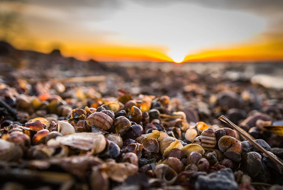 beach, seashells, sunset, nature, food, no people, food and drink HD wallpaper