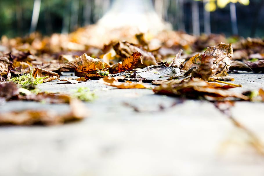 autumn, leaves, bridge, leaf, nature, forest, outdoors, yellow HD wallpaper