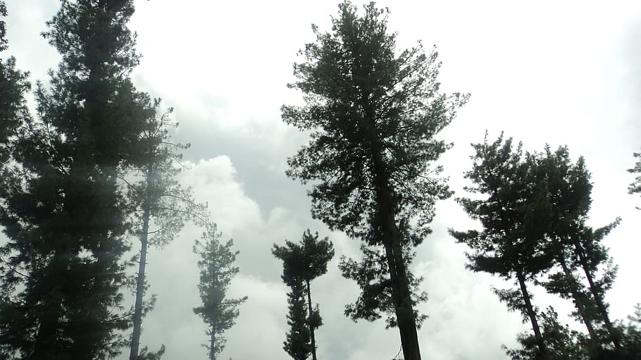 Tress, Tree, Organic, Agriculture, sky, outdoors, environment HD wallpaper