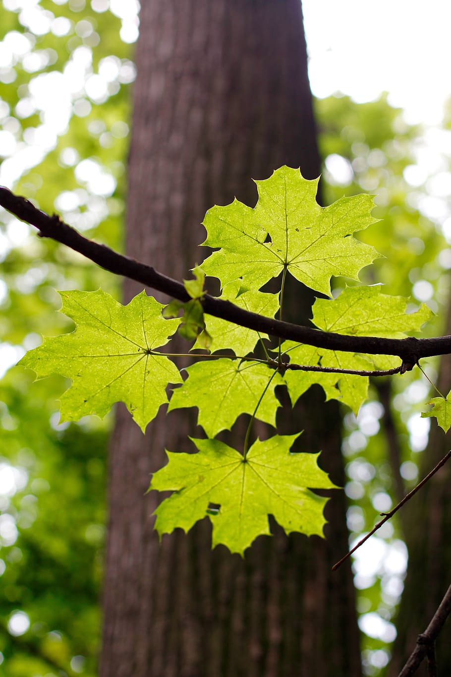 tree, branches, aesthetic, nature, leaves, tribe, crown, log HD wallpaper