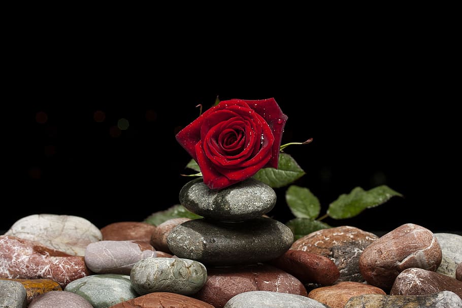 red rose on piled stones, flower, macro, nature, close, the rose garden, HD wallpaper