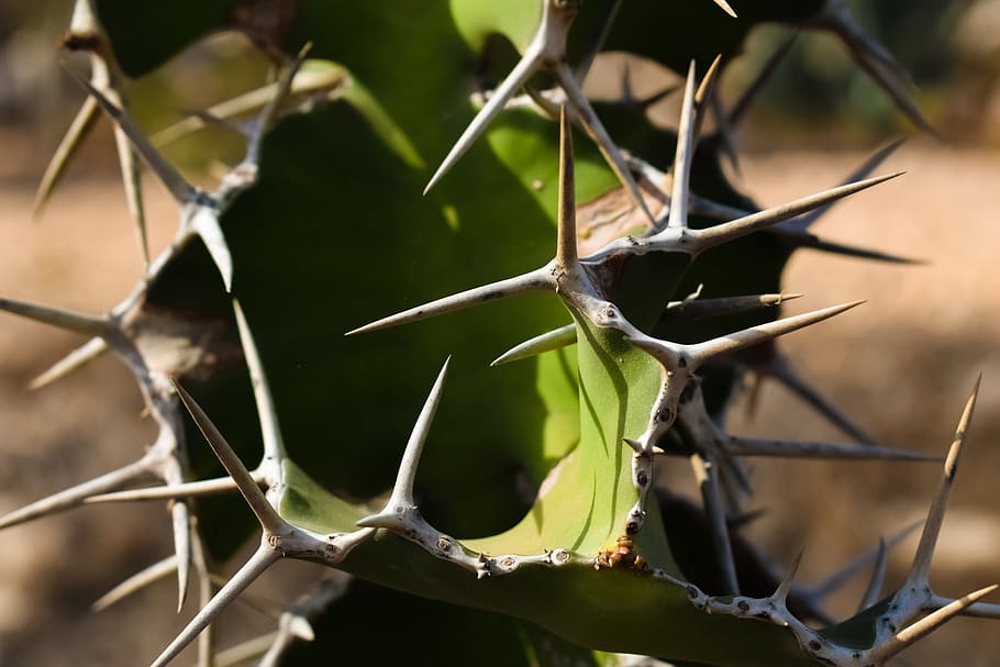 Cactus, Thorns, Plant, Nature, Summer, thorny, sharp, close-up HD wallpaper