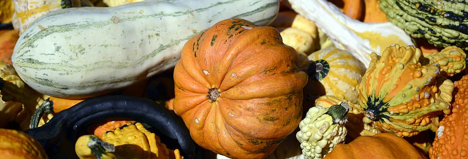 pumpkin, gourd, autumn, thanksgiving, decoration, harvest, halloween, HD wallpaper