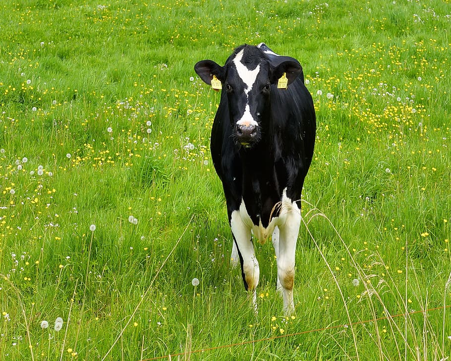 Cow, Young Animal, Dairy Cattle, Pasture, agriculture, beef