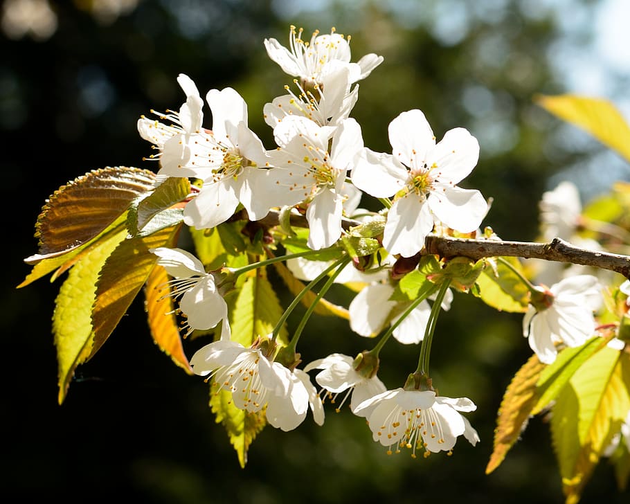 blossom, bloom, cherry, spring, cherry blossom, white blossom HD wallpaper