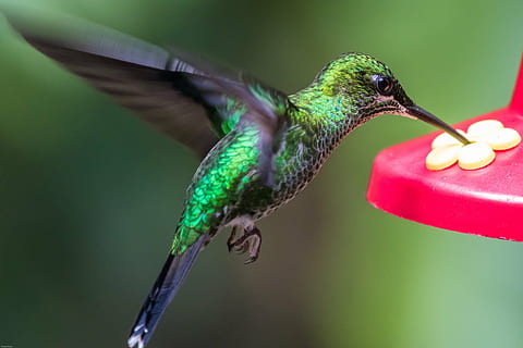 shallow focus photo of green hummingbird, wing, fly, exotic HD wallpaper