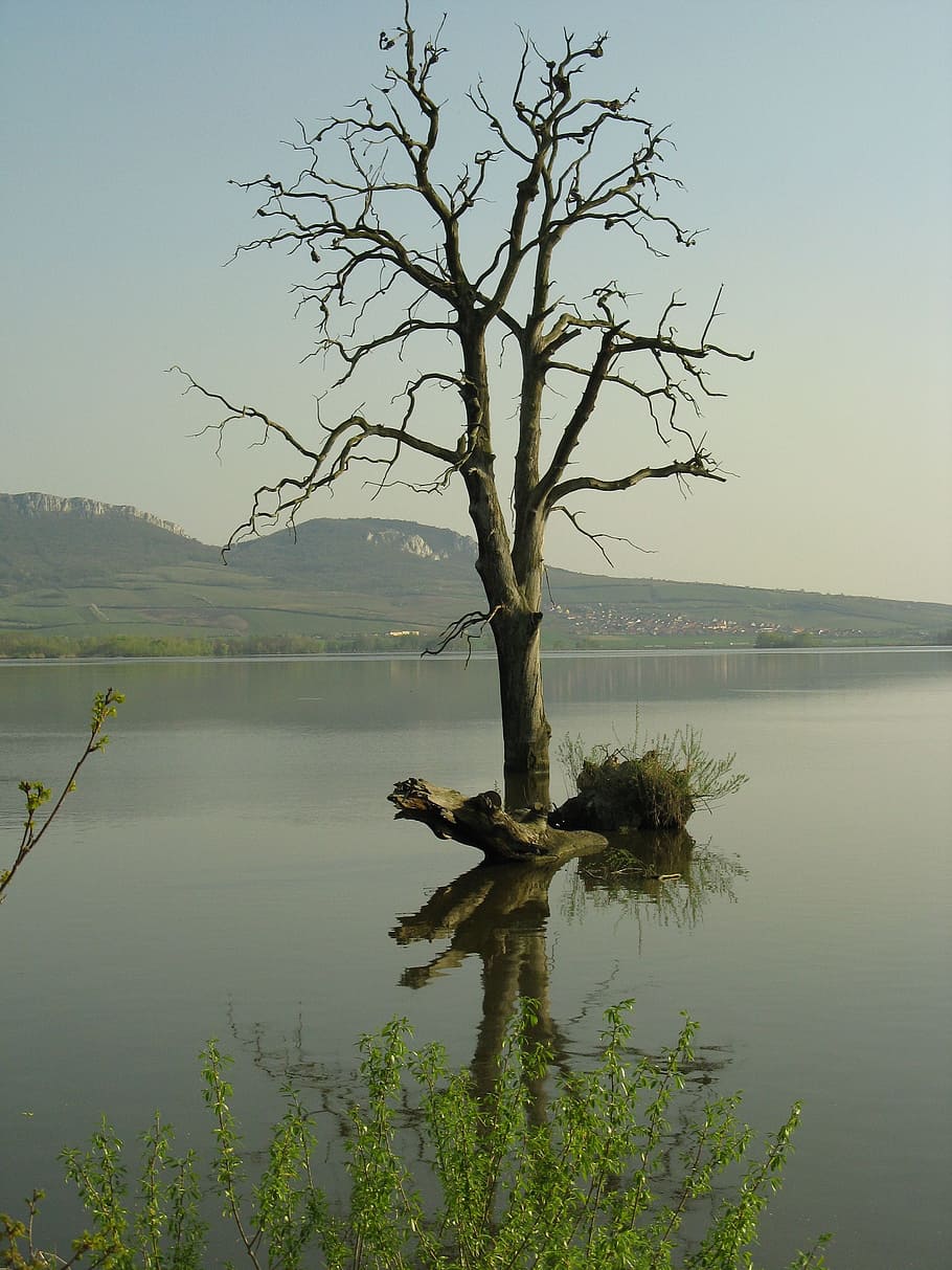 Tree, Lake, Nature, landscape, water, scenics, sky, reflection HD wallpaper