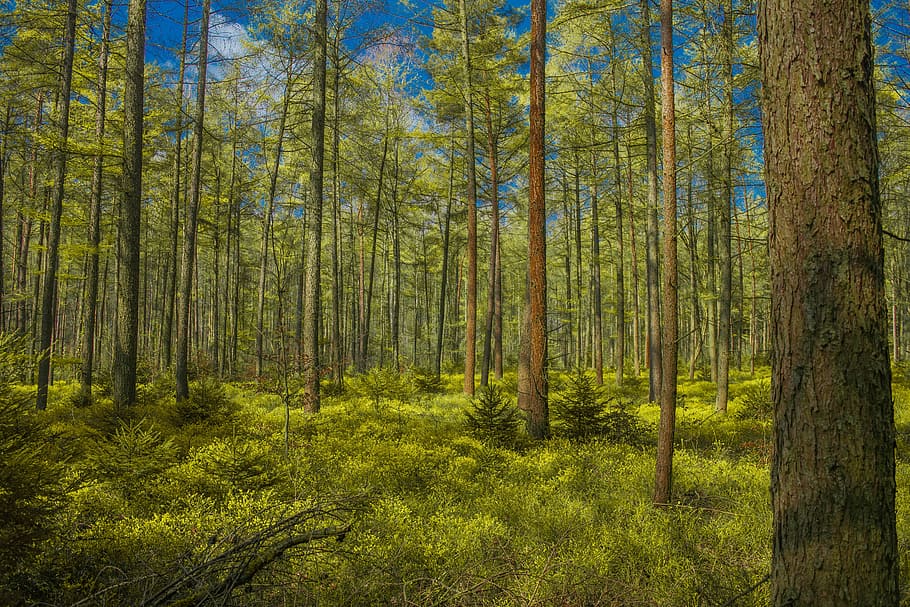 trees, forest, germany, hiking, nature, landscape, mood, path HD wallpaper