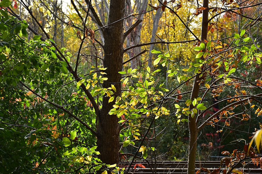 plants, trees, leaves, nature, green, fall, autumn, color, foliage HD wallpaper