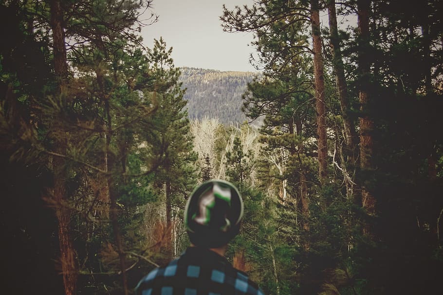 forest, woods, trees, nature, outdoors, landscape, guy, toque HD wallpaper