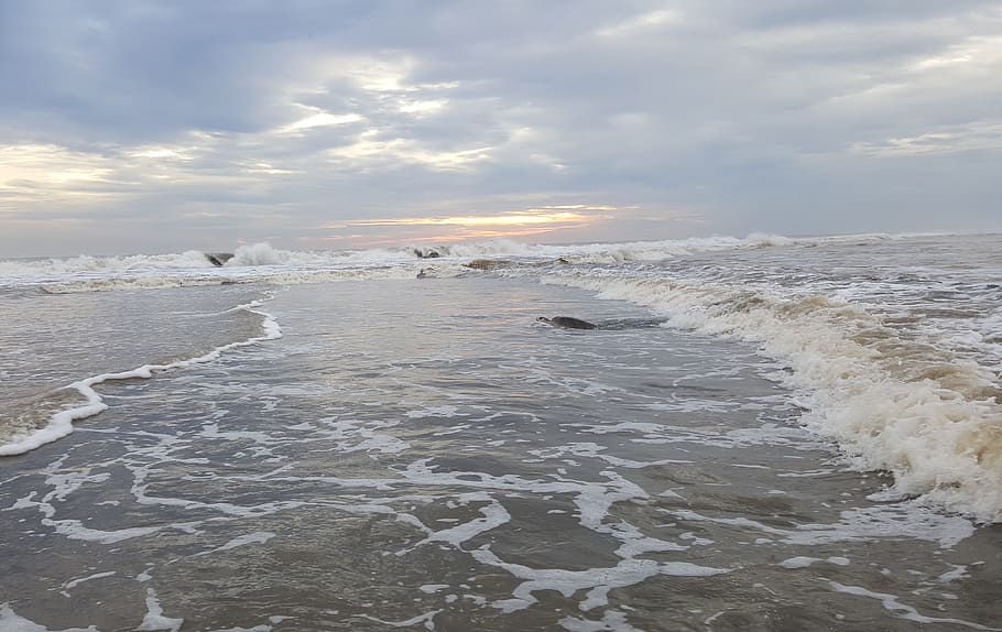 ocean, sea, turtle, ocean wave, beach, swimming, nature, water HD wallpaper
