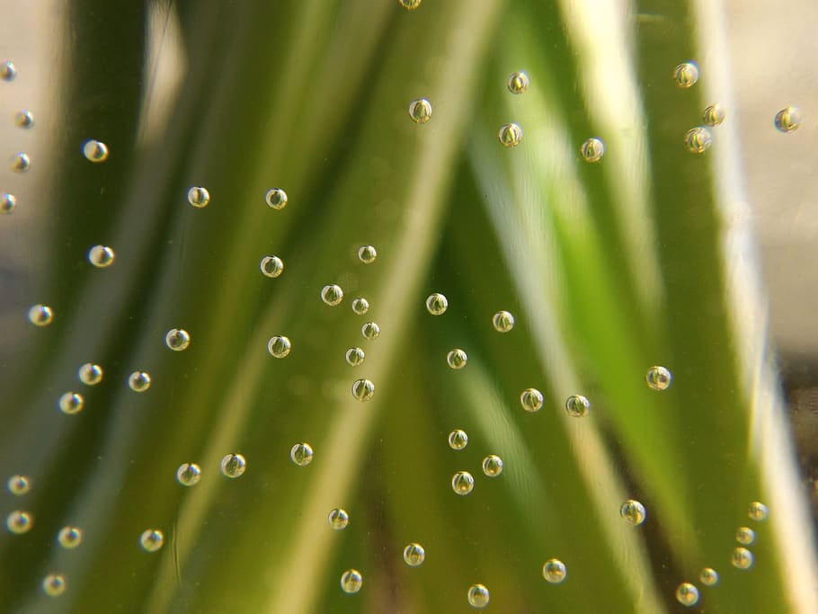 bubbles, stems, water, liquid, green, green color, close-up HD wallpaper