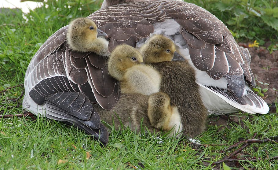 four ducklings under gray and white duck on green grass, graugans chick, HD wallpaper