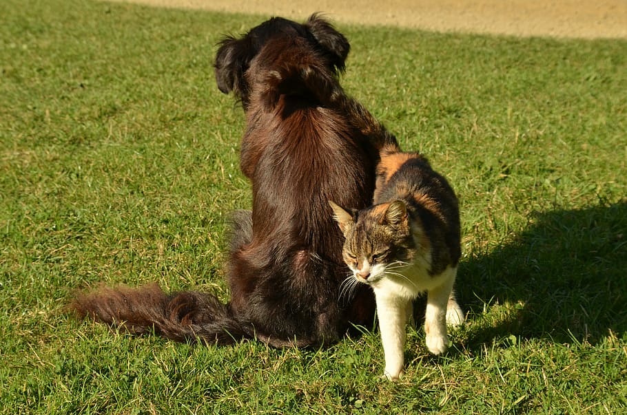 are there calico dogs