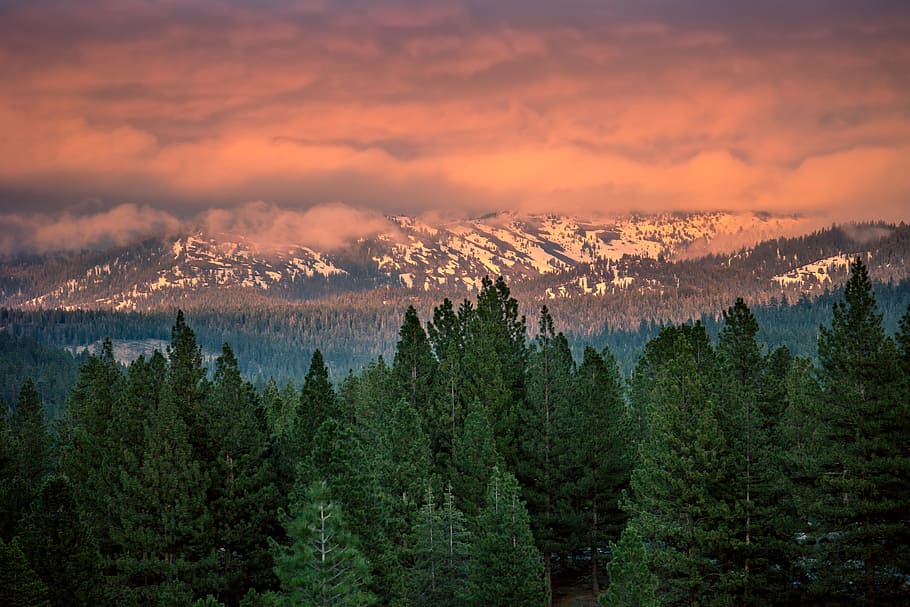 Green Pine Trees, clouds, colors, conifer, forest, landscape HD wallpaper