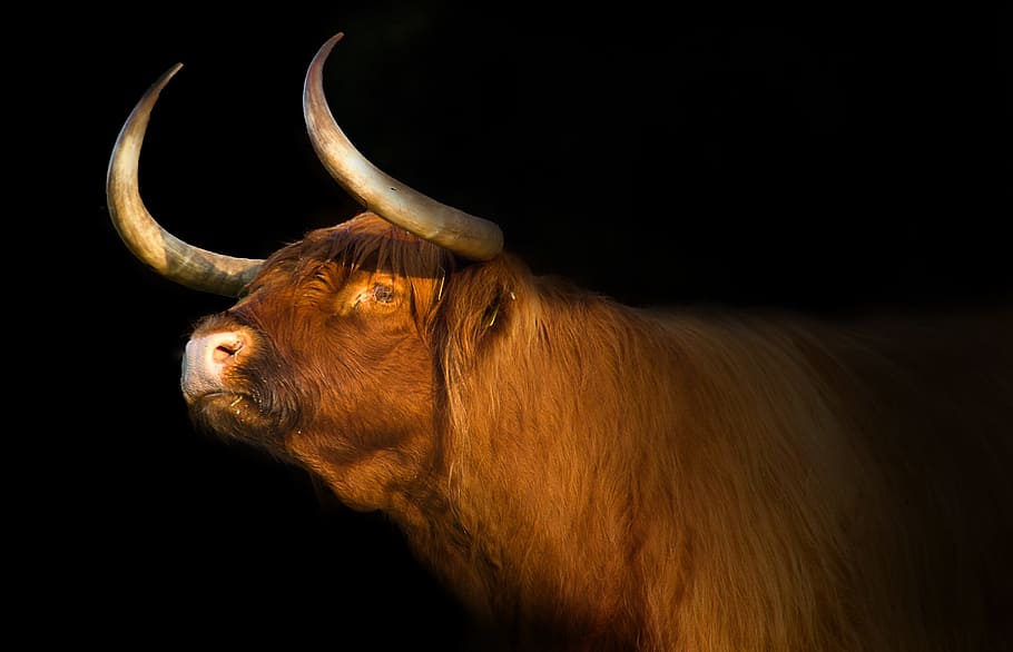 brown buffalo during night time, scottish highlander, bull, mammals, HD wallpaper