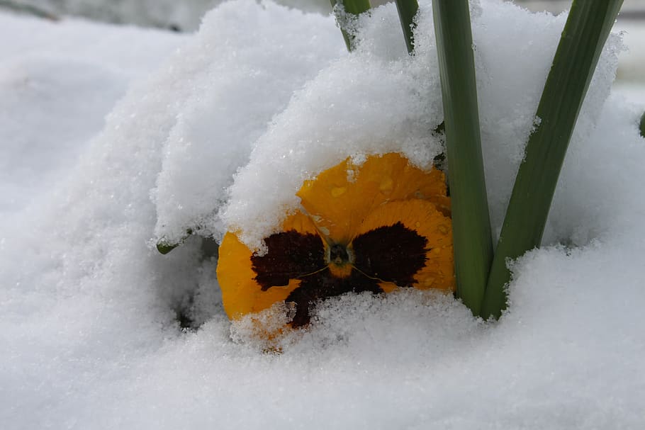 winter cold, snow, flower, cold temperature, white color, beauty in nature HD wallpaper