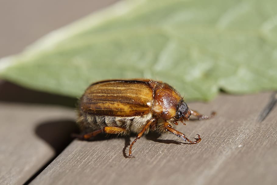 chafer, crawl, june, summer, animal, insect, beetle, one animal HD wallpaper