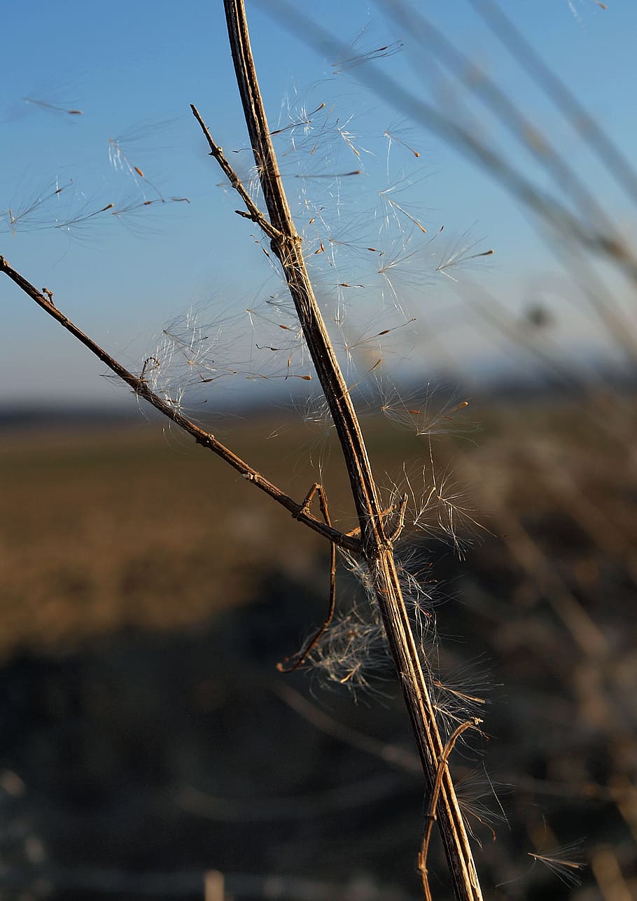 spore, dandelion, nature, heat, spring, plant, focus on foreground HD wallpaper