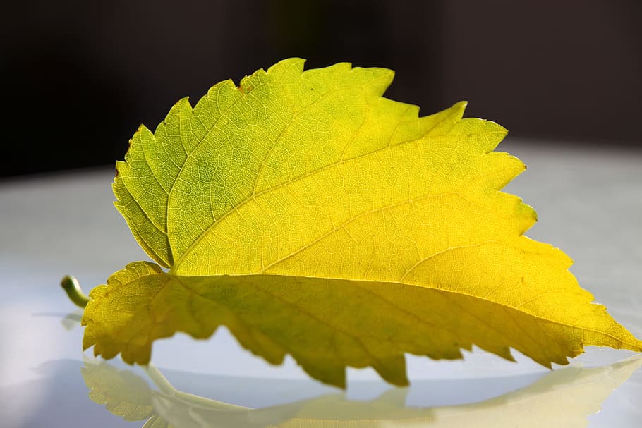 leaf, structure, autumn leaf, nature, green, natural, texture HD wallpaper
