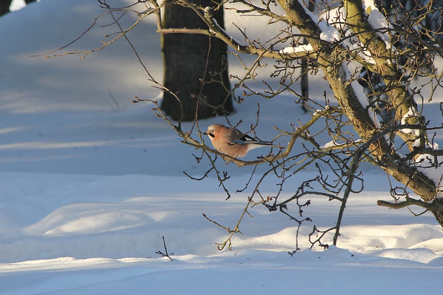 jay, winter, snow, animal, animal themes, animal wildlife, one animal HD wallpaper
