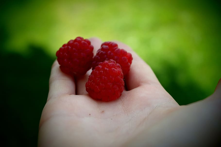 person holding three red raspberries during daytime, Summer HD wallpaper