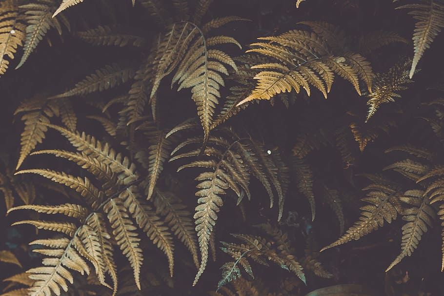 green fern plant, brown leaves, leaf, leafgarden, sheet, growth HD wallpaper