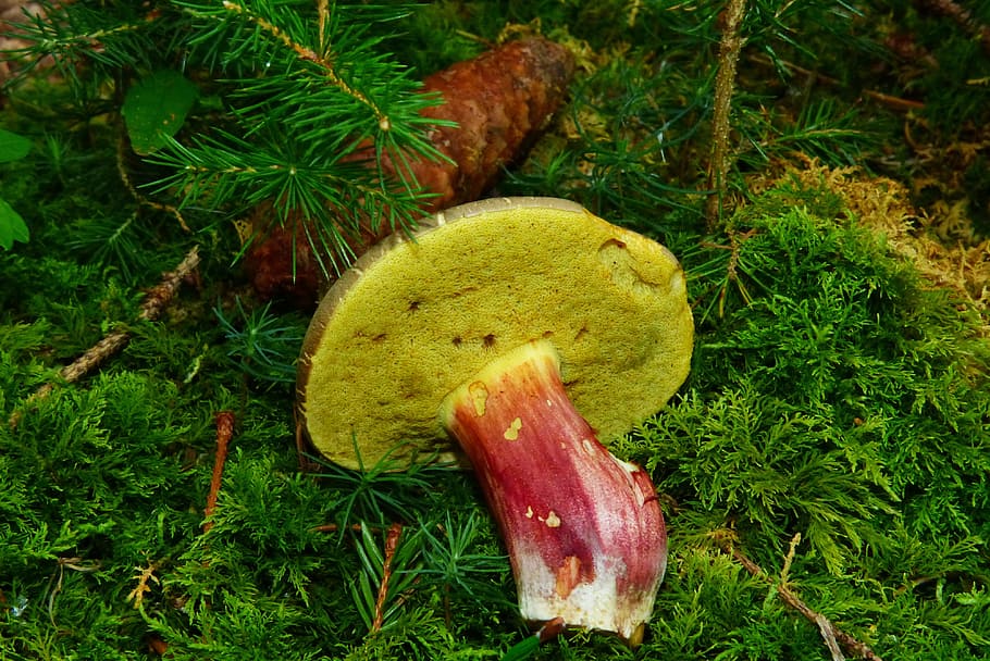 yellow and red mushroom on green grass, rotfußröhrling, edible