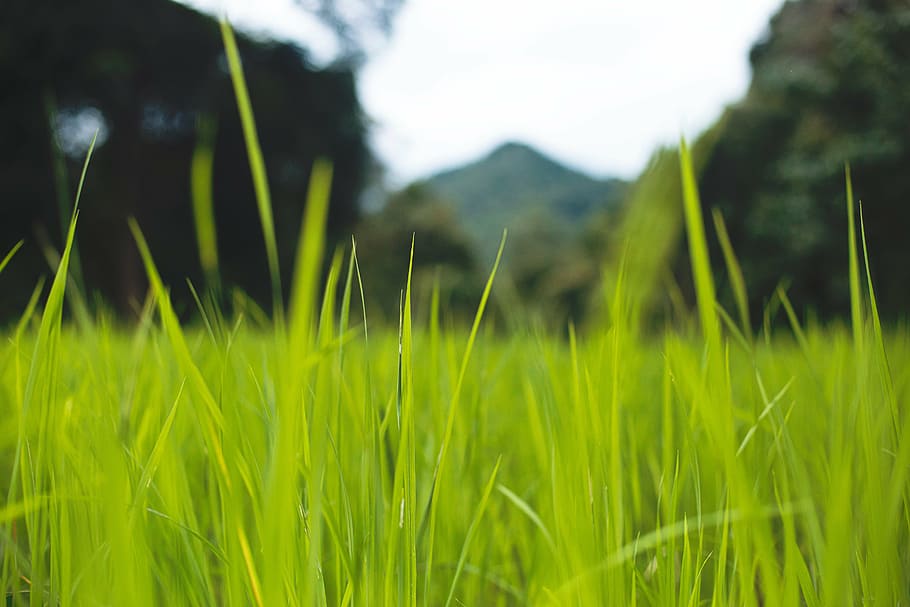 green grasses near trees, nature, landscape, mountain, travel HD wallpaper