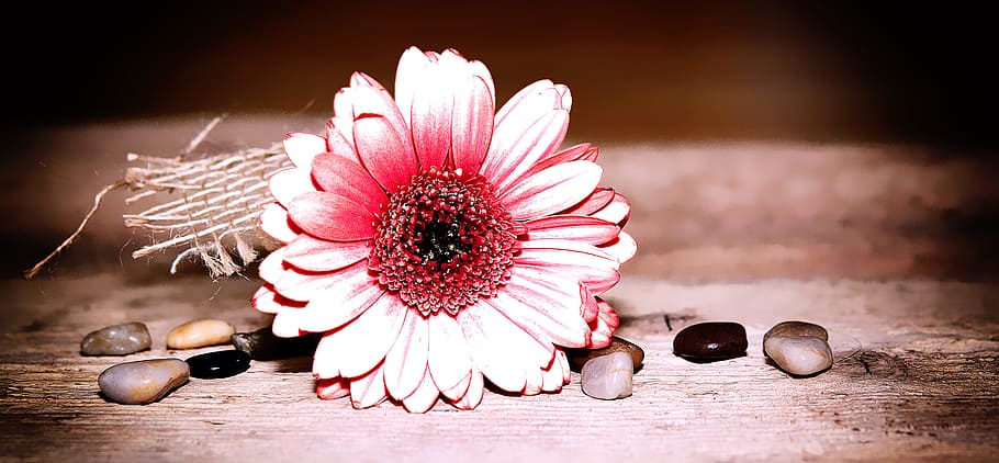 gerbera, flower, blossom, bloom, schnittblume, pink, white HD wallpaper