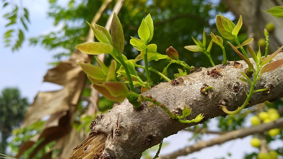 nature, tree, leaf, flora, outdoors, animal themes, plant, animal wildlife HD wallpaper