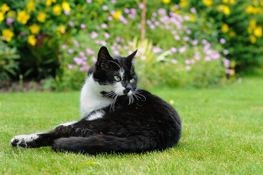 selective focus photography of tuxedo cat lying on grass field HD wallpaper