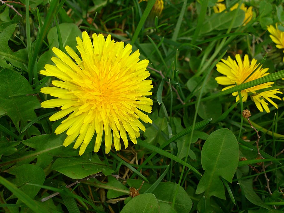 flower, spring, yellow, flowers, plant, flowering plant, growth HD wallpaper