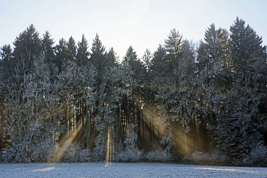 green leafed trees, forest, nature, landscape, sunlight, light beam HD wallpaper