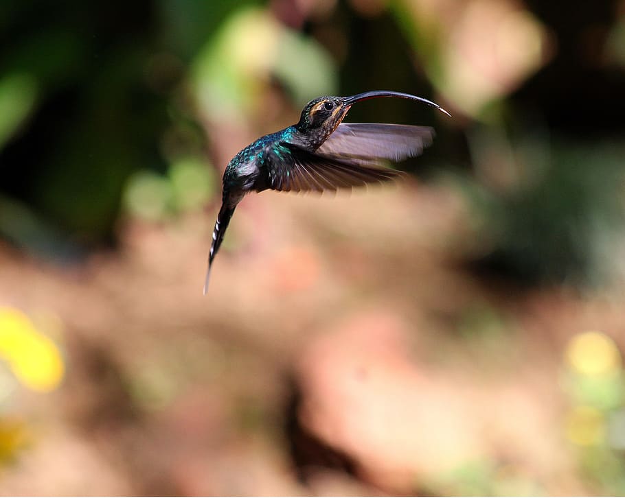 black and green hamming bird, focus photo of green and black hummingbird HD wallpaper