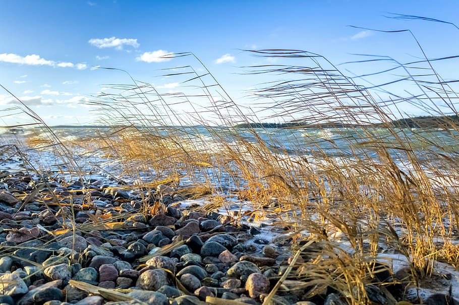 Sea, Reed, Beach, Wave, Nature, Sky, water, finland, blue, landscape HD wallpaper