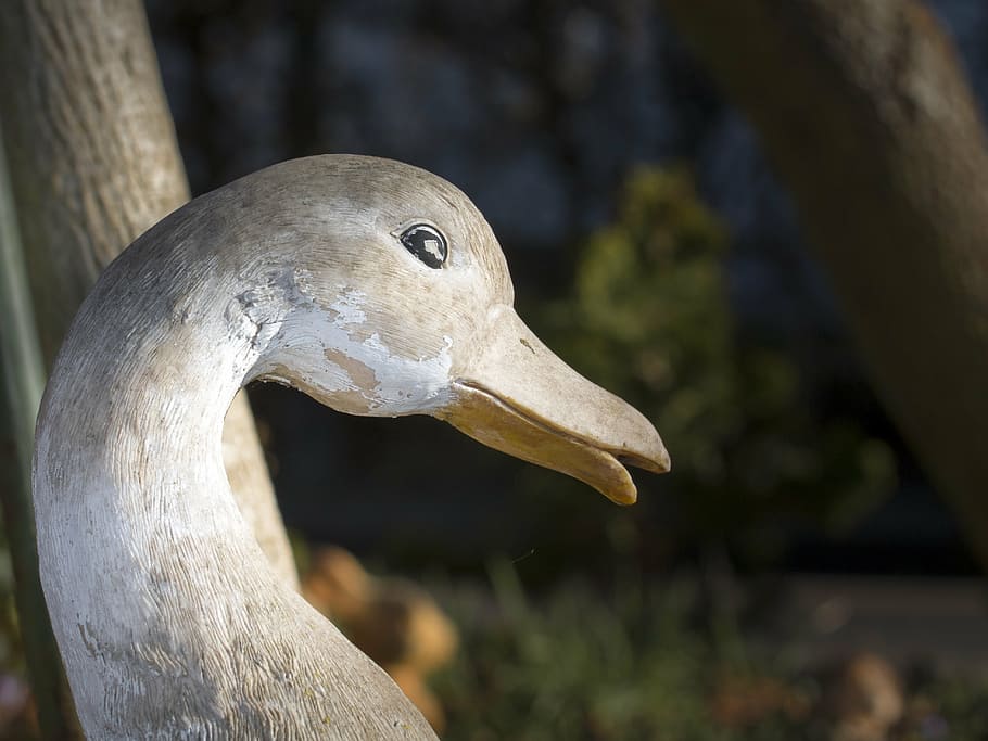 porcelain, close, spring, duck, one animal, animal themes, animal wildlife HD wallpaper