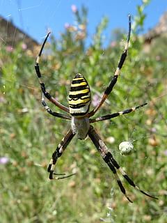 spider tiger, web, arachnid, predator, argiope bruennichi, wasp spider HD wallpaper
