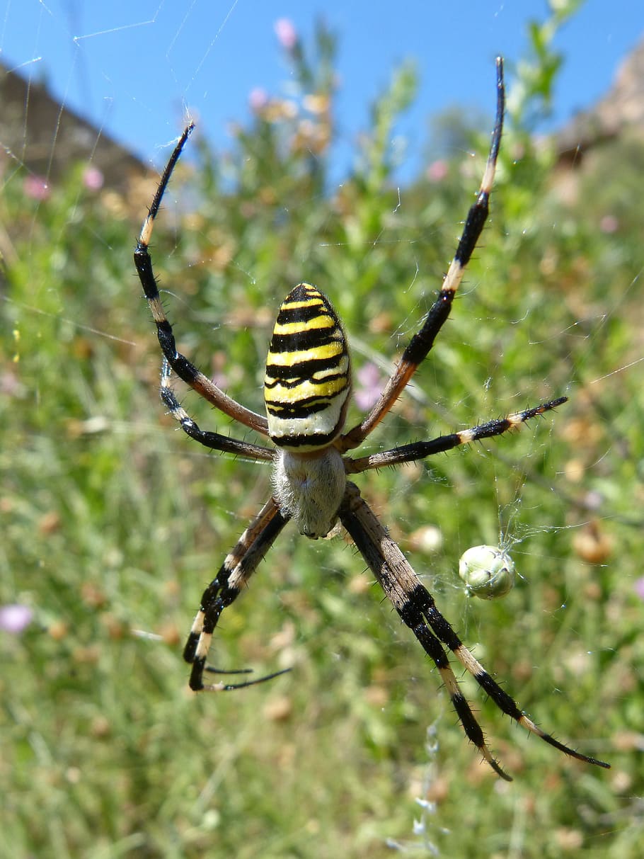 spider tiger, web, arachnid, predator, argiope bruennichi, wasp spider HD wallpaper