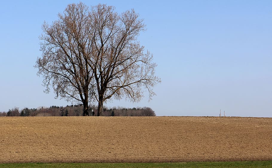 arable, field, tree, nature, sky, landscape, plant, environment HD wallpaper