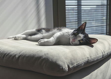 black and whit cat on top of gray throw pillow, kitten, kitty HD wallpaper