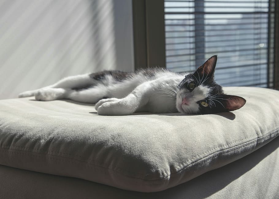 black and whit cat on top of gray throw pillow, kitten, kitty HD wallpaper