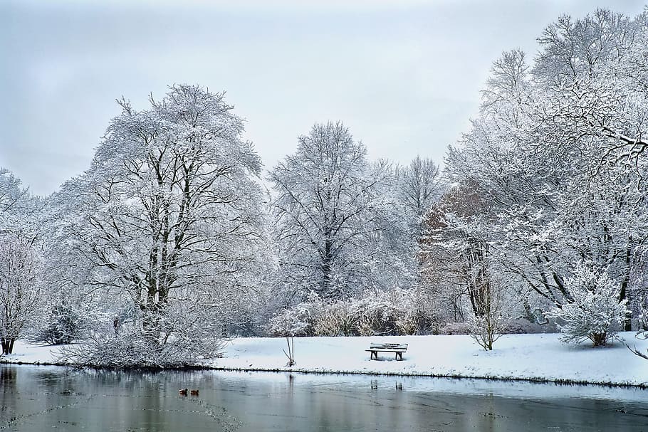 trees with snow, Winter, Wintry, White, Tree, Cold, nature HD wallpaper