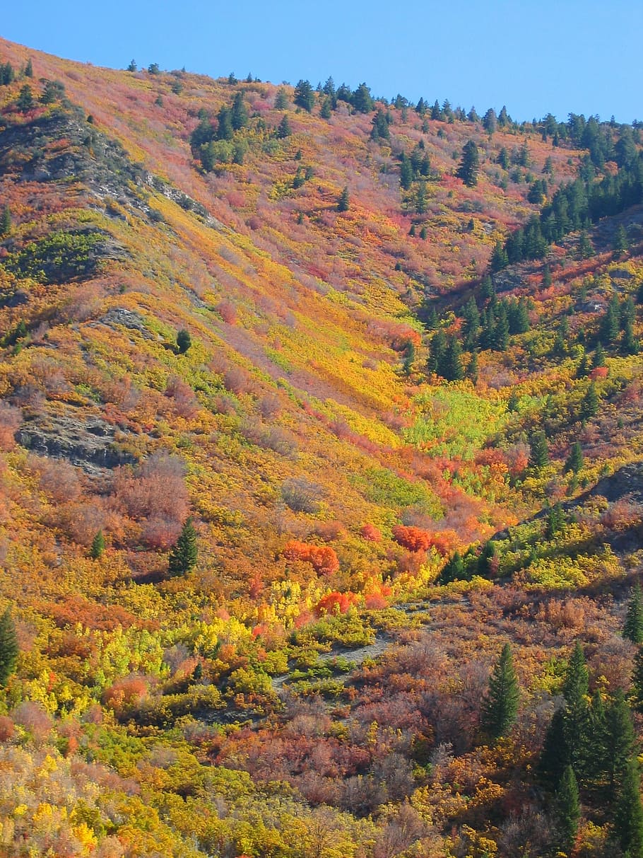 trees, forest, autumn, fall, blue sky, nature, aspen, mountains HD wallpaper