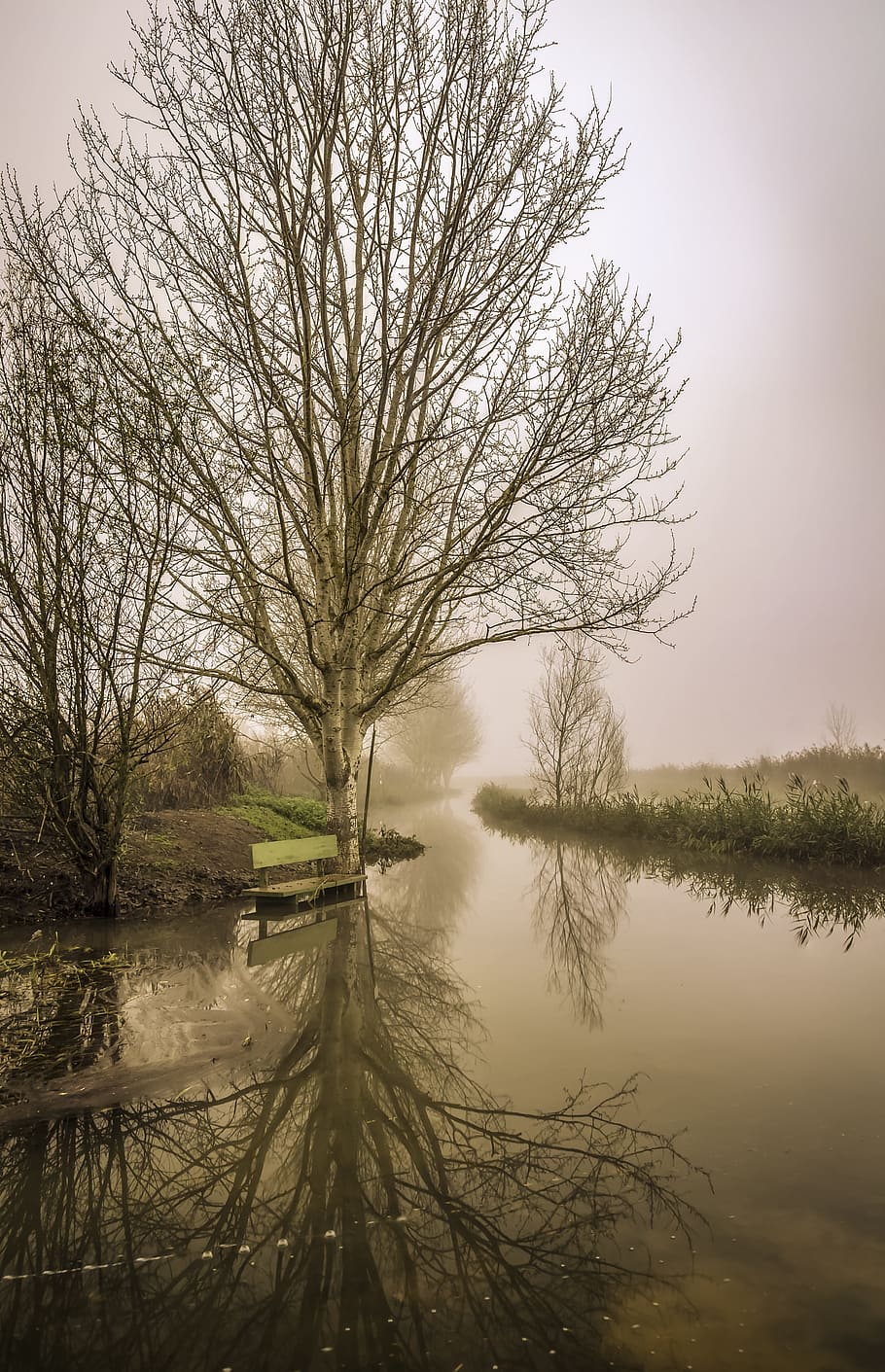 Fog, Tree, Nature, Dawn, Autumn, landscape, italy, water, tuscany HD wallpaper
