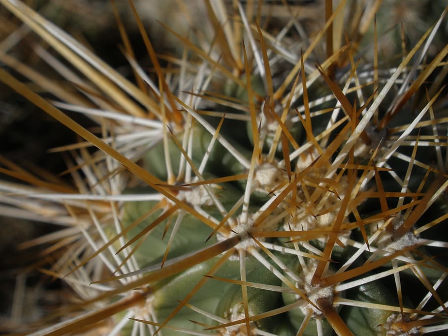 plant, cholla, cactus, close-up, no people, nature, day, selective focus HD wallpaper