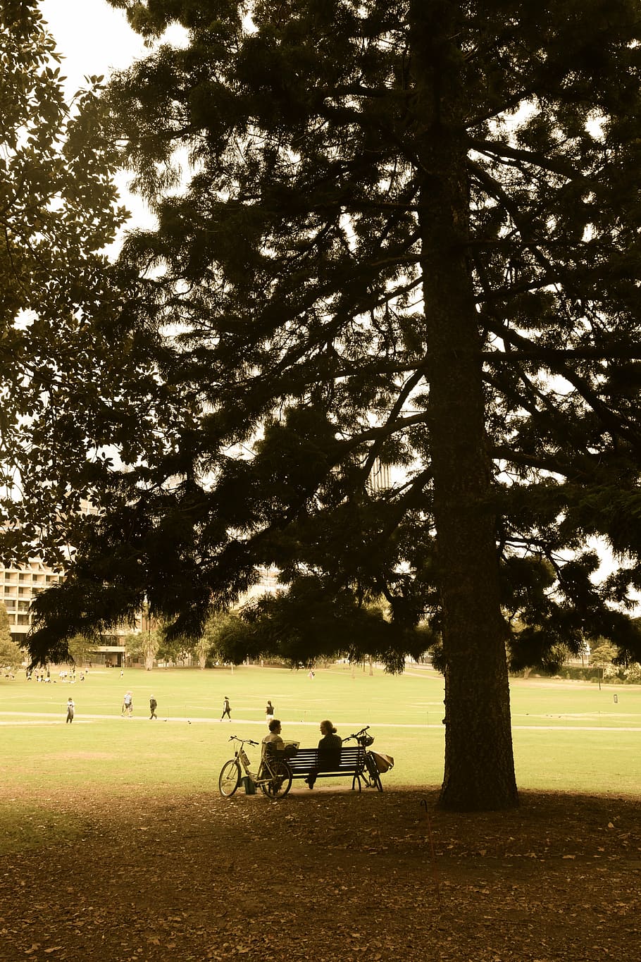 dialog, friends, park, tree, plant, nature, land, bicycle, field HD wallpaper